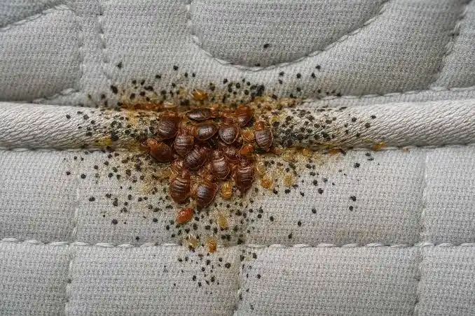 BEDBUGS CONTROL SERVICES