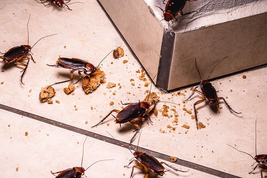 COCKROACHES CONTROL NAIROBI