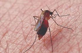 mosquito control