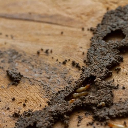 termites control