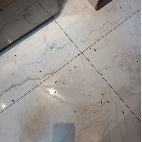 cockroach control services